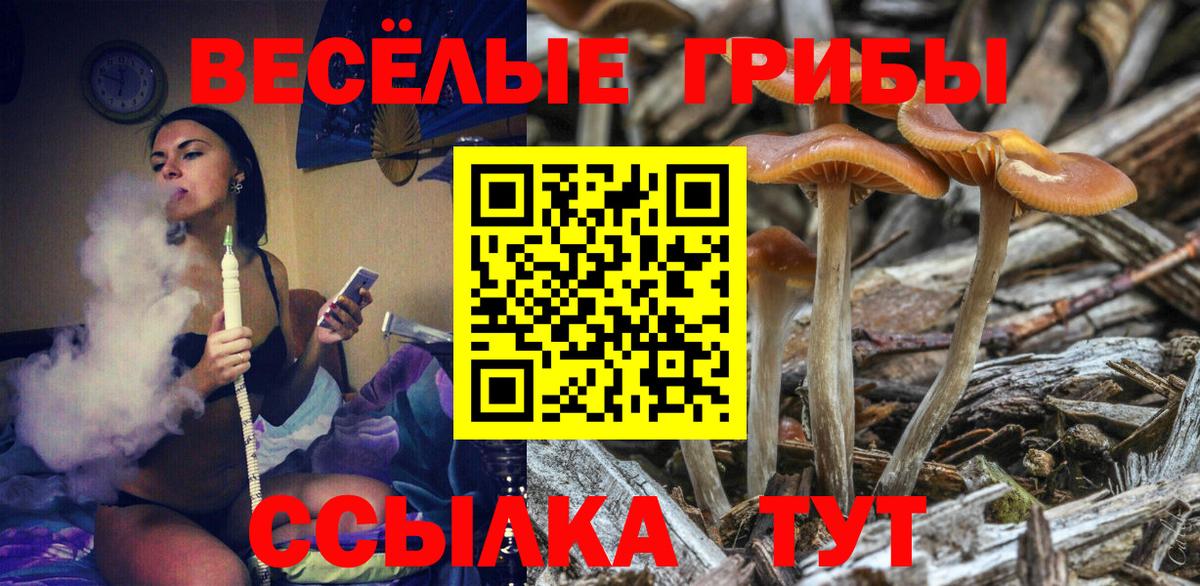 Галлюциногенные грибы Psilocybine cubensis Сунжа